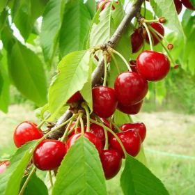20 Cherry Seeds For Gardening And Home Improvement (Option: 2PACK)